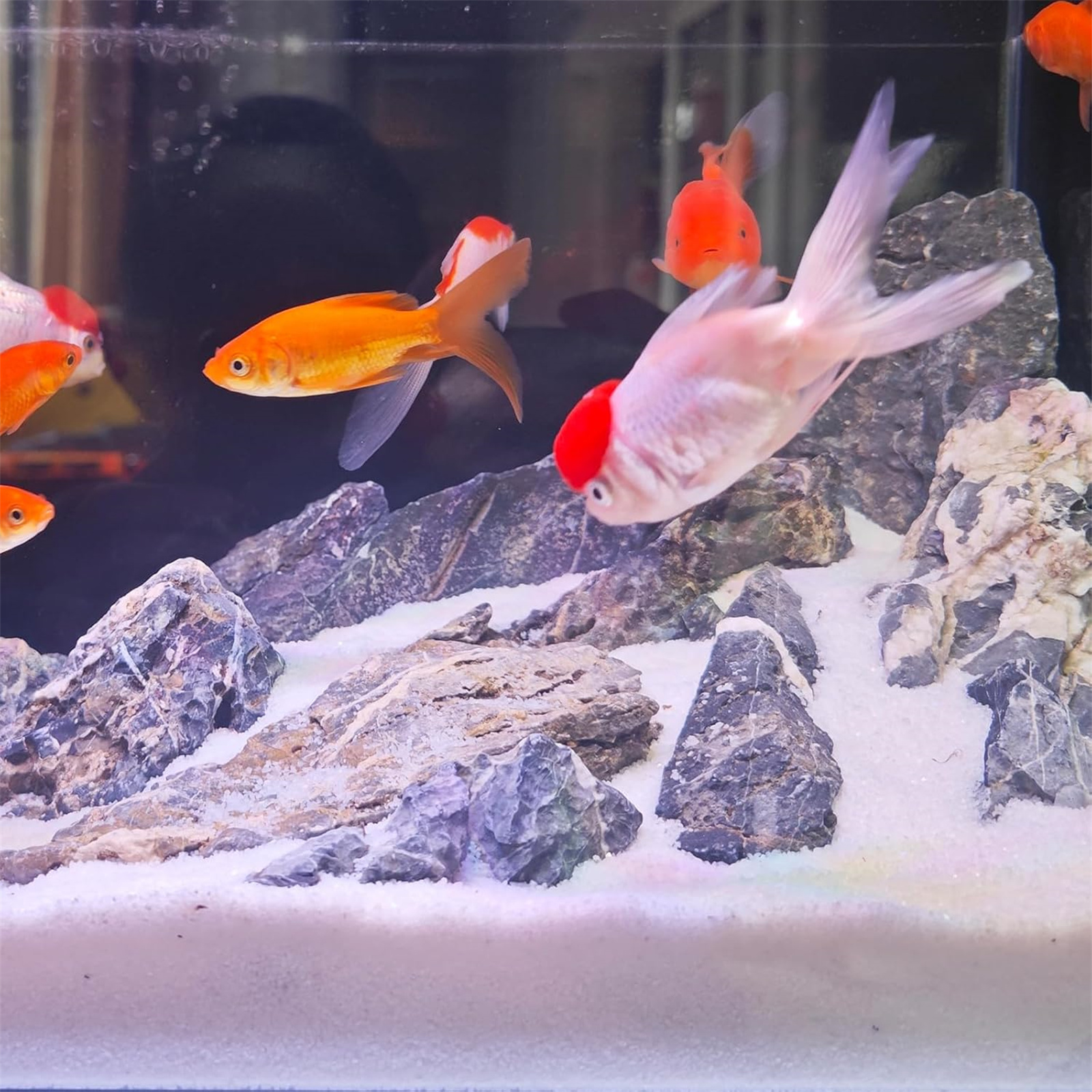 75c21e6bd85c4a6db341f66a23bd6de8-goods